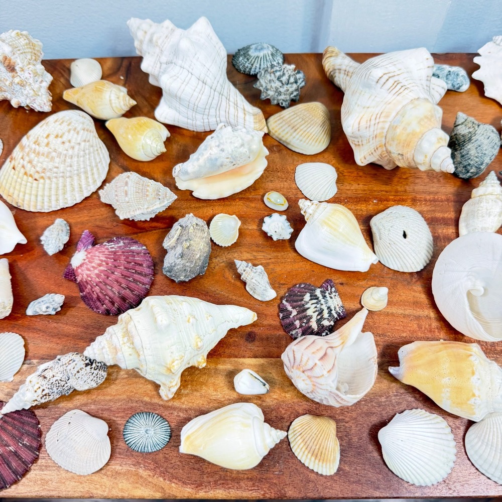 Large Assorted Sea Shell Collection Natural Conch Scallop Whelk Beach Decor Lot - Picture 6 of 16